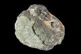 Bargain, Hadrosaur Vertebra - Alberta (Disposition #-) #93228-2